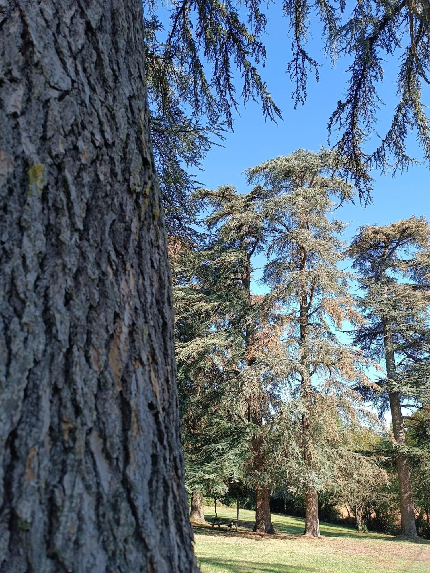 فندق Le Jardin Des Cedres لافاور المظهر الخارجي الصورة